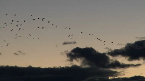 Geese at Dusk Stock Footage 54735149