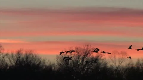Geese at dusk over the trees Stock Footage 10726453