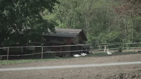 Geese eating in a farm at spring  Stock Footage 136760099