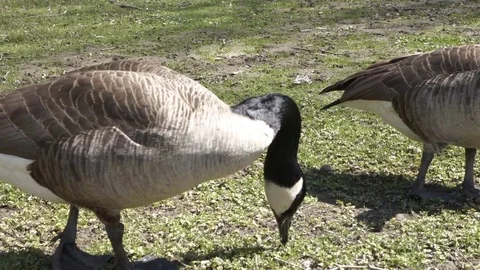 Geese Eating - FLAT Stock Footage 74421205