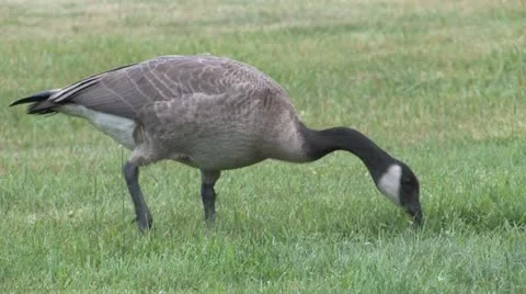 Geese Eating Stock Footage 20487095