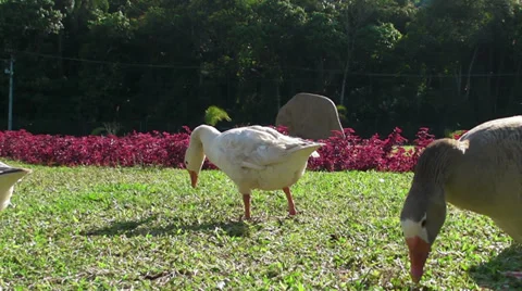 Geese Eating Stock Footage 31745186