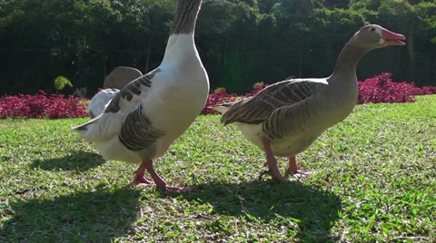 Geese Eating Video stock 31747724