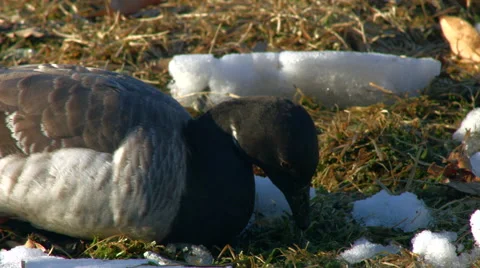 Geese eating Stock Footage 59825854