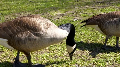 Geese Eating Stock Footage 74421204