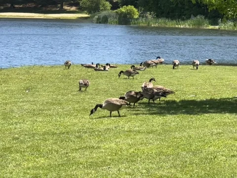 Geese Eating Stockbeeldmateriaal 196830735