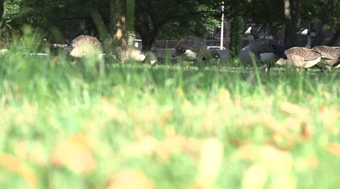 Geese eating grass in background, out of focus grass in foreground Stock Footage 40268067