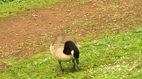 Geese Eating Grass Stock Footage 39454043