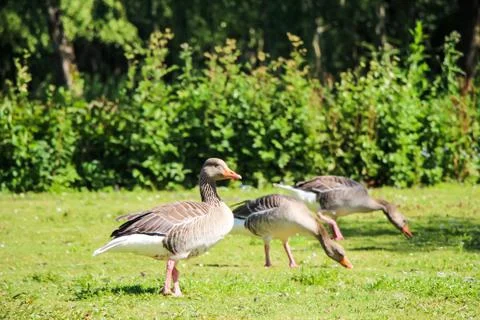 Geese Eating Grass Stock Photos