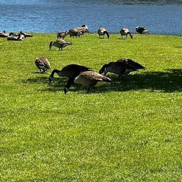 Geese Eating Stock Photos