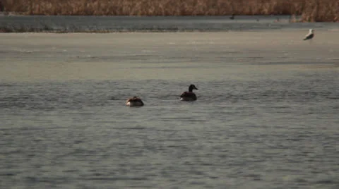 Geese Eating in River Video stock 22823669