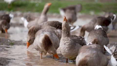 Geese enjoying the time at the beach 스톡 동영상 241726448