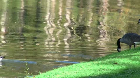Geese Entering Pond.MTS Stock Footage 8992053