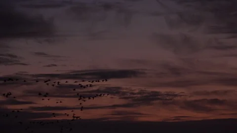 Geese in evening migration wintertime England 4k Video stock 124622853