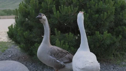 Geese exploring a tranquil lakeside area during sunset Vídeo Stock 333477863