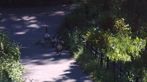Geese family walk,baby geese Stock Footage