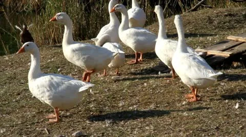 Geese on farm Stock Footage 10877772