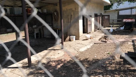 Geese on the farm Stock Footage 114630911