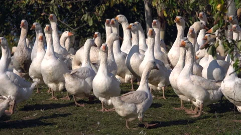Geese on a farm Stock Footage 142714637