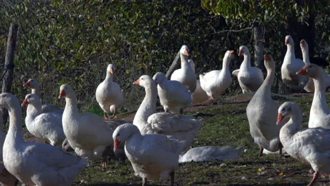 Geese on a farm Vidéo 142714836