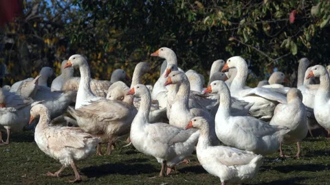 Geese on a farm Stock Footage 142715092