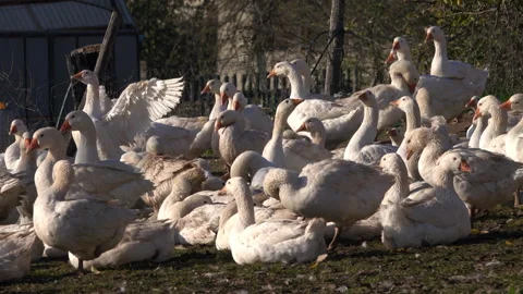 Geese on a farm Stock Footage 142730388