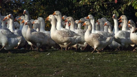 Geese on a farm Stock Footage 142730481