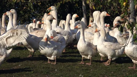 Geese on a farm Stock Footage 142730589