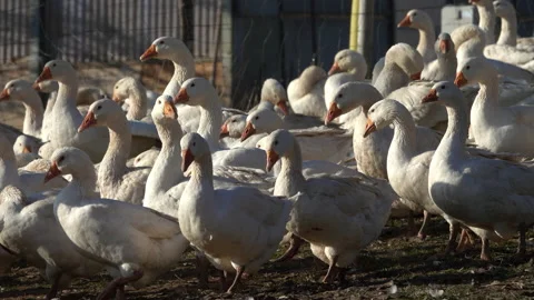 Geese on a farm Stock Footage 142731778