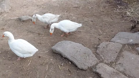 Geese on Farm Stockbeeldmateriaal 332739199