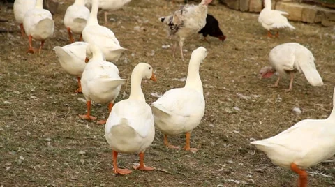 Geese on farm Full HD Stock Footage 7910191