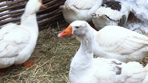 Geese on the farm in winter Stock Footage 119838898