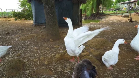 Geese in the farm yard Video stock 81207439