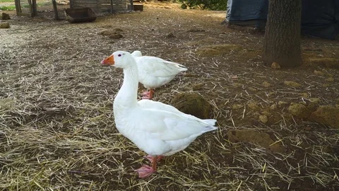 Geese in the farm yard Stock Footage 85385809