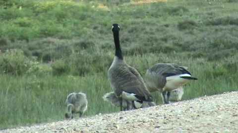 Geese feeding Video stock 457544