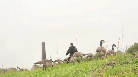 Geese feeding Stock Footage 10689344