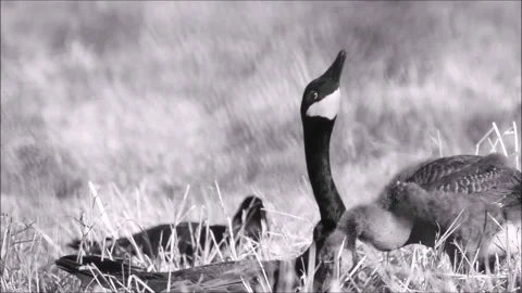 Geese Feeding Stock Footage 199015102
