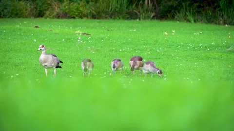 Geese Feeding Stock Footage 248066257