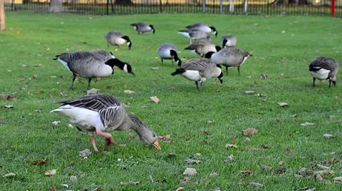 Geese feeding on grass Stock Footage 10000053