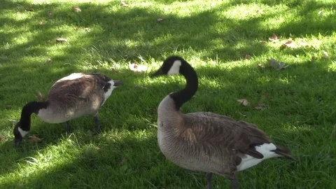 Geese feeding on grass Video stock 77104469