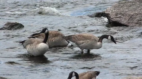 Geese Feeding in River Current Close Up Stock Footage 52789283