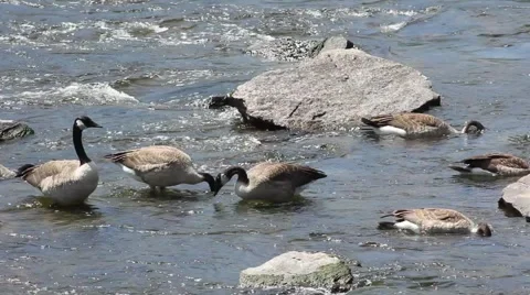 Geese Feeding in River Current 스톡 동영상 52791168