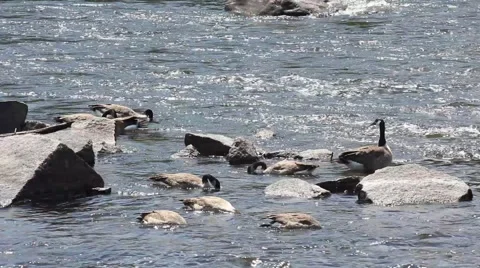 Geese Feeding by Rocks on River Stock Footage 52758359