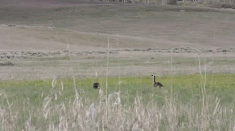 Geese in a Field Stock Footage 25795673
