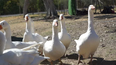 Geese in the field Stock Footage 41644878