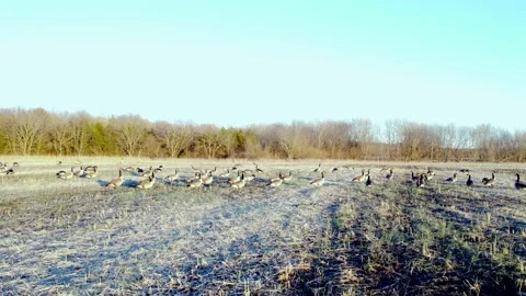 Geese in a Field Vídeo Stock 168820202