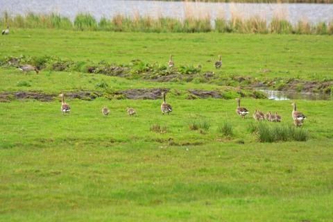 Geese on field Foto stock