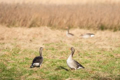 Geese on a field Stock Photos
