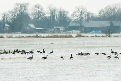 Geese on the field Foto stock