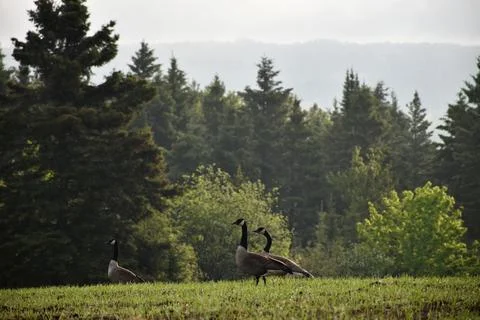 Geese in a field in spring Stock Photos